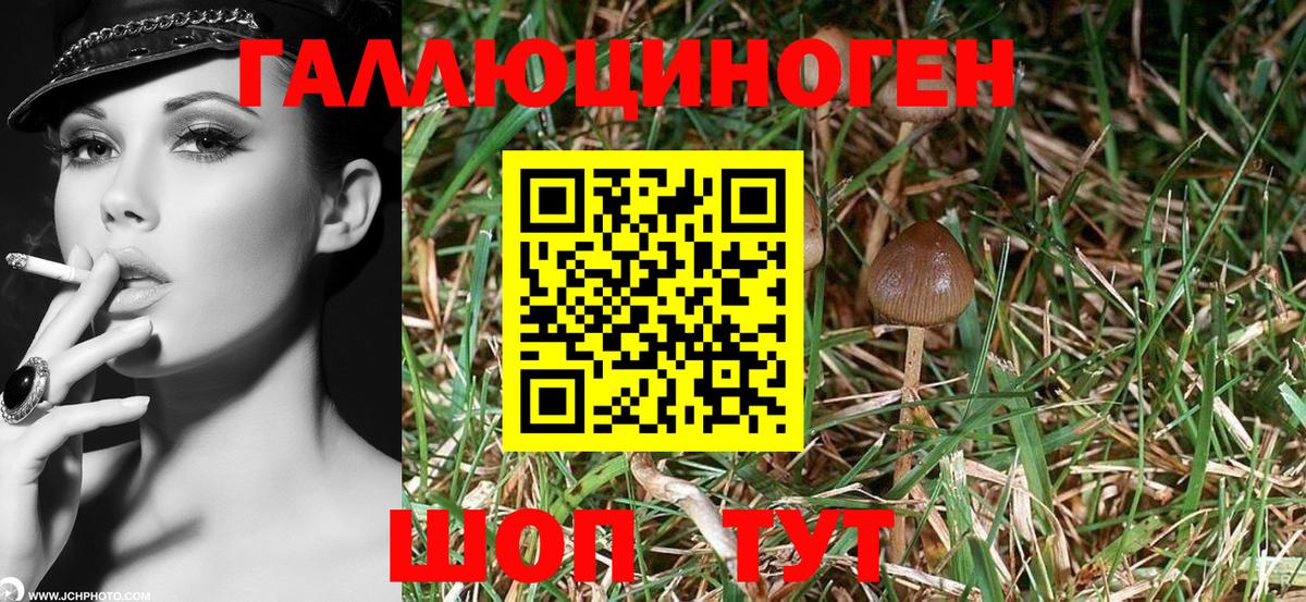 Псилоцибиновые грибы GOLDEN TEACHER Рассказово